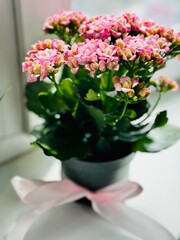 Pink Kalanchoe on the windowsill