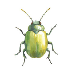 Green Leaf Beetle with Segmented Antennae and Textured Body Illustration