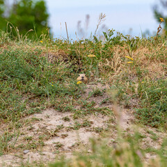 A relict ground squirrel, or Tien Shan ground squirrel (Spermophilus relictus) peeks out of a hole near a path on a hill in Kyrgyzstan near Bishkek, square photo.