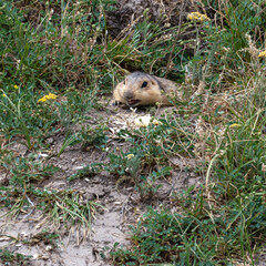A relict ground squirrel, or Tien Shan ground squirrel (Spermophilus relictus), half got out of his hole on a hill in Kyrgyzstan near Bishkek, and eating pumpkin seeds, square photo.