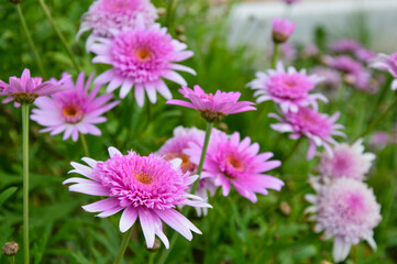 pink flowers in the garden