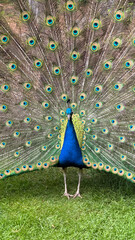  A vibrant peacock showcasing its brightly colored plumage spread in a beautiful outdoor...