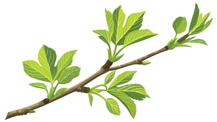 Fototapeta premium Close up of a fresh green twig with young leaves EPS