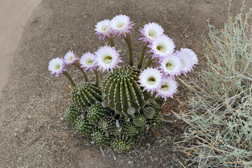 Outdoor close up of an Easter Lily cactus plant with thirteen flowers.