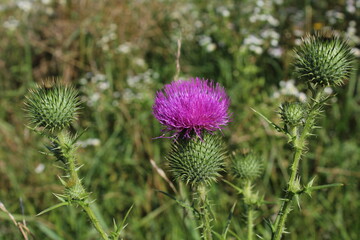Cirsium vulgare, Spear thistle, Bull thistle, Common thistle, short lived thistle plant with spine tipped winged stems and leaves, pink purple flower heads. Beautiful floral background 
