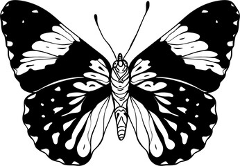 butterfly png