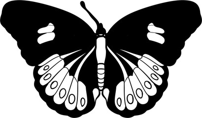 butterfly png