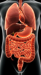 Human Internal Organs Anatomy Illustration