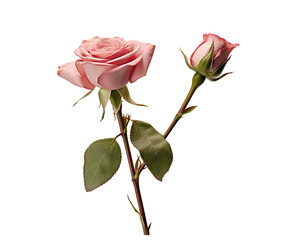 rose twig with rose flower bud and leaves on a transparent  background