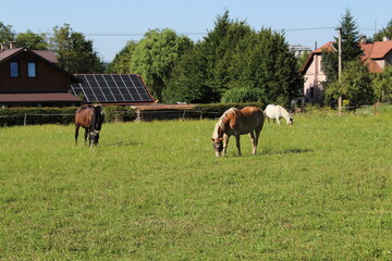 Horses feeding on a fresh grass in field 