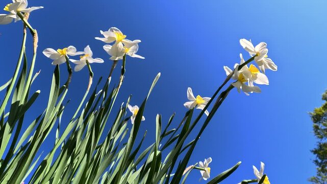 White Narcissus blooming against the blue sky in the garden, Odessa
