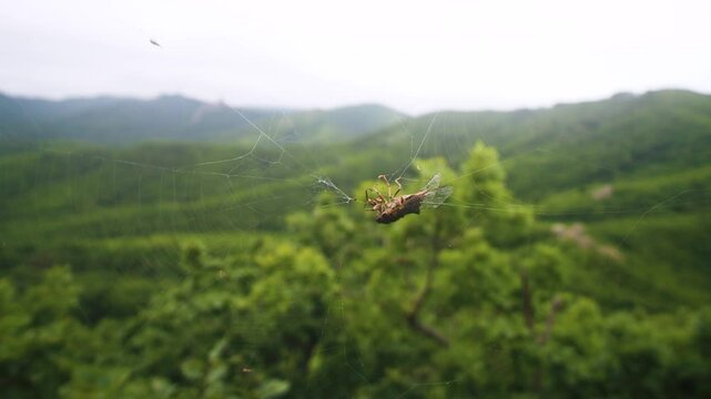 The cicada is trapped in the spider's web, But it continues to sing, unconditioned reflex actions. Sikhote Alin mountains