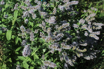 Close-up of bright green peppermint plant (Mentha x piperita) leaves growing and flowering with purple flowers in the garden in summer. Beautiful floral background   © TomKorcak