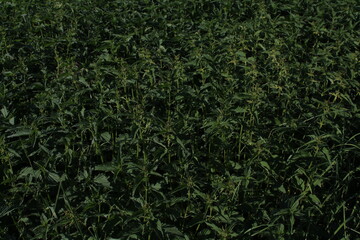 Nettles textured natural background
