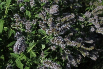 Close-up of bright green peppermint plant (Mentha x piperita) leaves growing and flowering with...