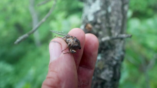 The cicada is trapped Into human hands, But it continues to sing, unconditioned reflex actions. Sikhote Alin mountains