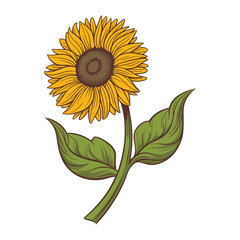 Fototapeta premium Sunflower Botanical Art – Vector Illustration