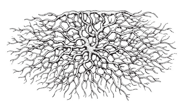 Detailed Root Branch Silhouette Vector with Organic Twisting Lines and Intricate Natural Tree Pattern