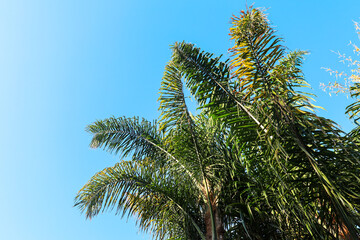 plant, nature, spring, garden, flora, tree, wild, botany, leaves, growth, branch, blossom, flower, macro, leaf, summer, season, forest, succulent, bloom, plants, flowers, closeup, green, butterfly, cl