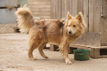 A big, kind, fluffy, red dog near the booth. A homeless dog from an animal shelter.