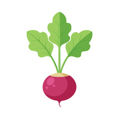 Radish vegetable illustration vector on white background
