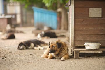 A sad stray dog from a shelter lies near its booth. Against the background of other stray dogs.