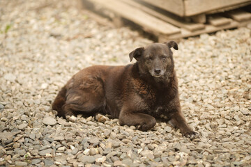 A stray dirty homeless dog from a shelter lies on a road.