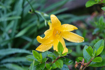 flower, bloom,  lily, yellow, garden, flora, tropical, floral, blossom, petal, closeup, botany, macro, wild, nature, plant, summer, spring, flowers, leaf, beautiful, color, beauty, close-up, gardening