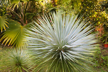 plant, nature, spring, garden, flora, tree, wild, botany, leaves, growth, branch, blossom, flower, macro, leaf, summer, season, forest, succulent, bloom, plants, flowers, closeup, green, butterfly, cl