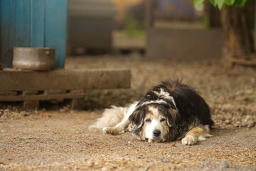 A sad stray dog from a shelter lies near its kennel.