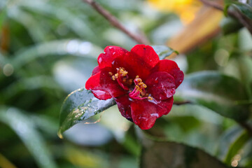 flower, bloom, red, rose, garden, flora, tropical, floral, blossom, petal, closeup, botany, macro, wild, nature, plant, summer, spring, flowers, leaf, beautiful, color, beauty, close-up, gardening, br