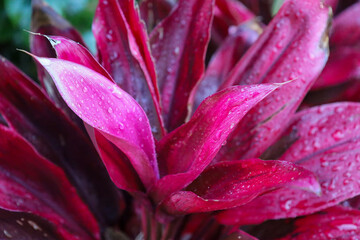 plant, nature, spring, garden, flora, tree, wild, botany, leaves, growth, branch, blossom, flower, macro, leaf, summer, season, forest, succulent, bloom, plants, flowers, closeup, green, butterfly, cl