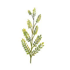 fresh herbs isolated on white