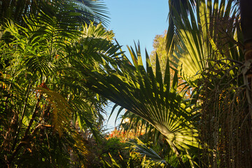 plant, nature, spring, garden, flora, tree, wild, botany, leaves, growth, branch, blossom, flower, macro, leaf, summer, season, forest, succulent, bloom, plants, flowers, closeup, green, butterfly, cl