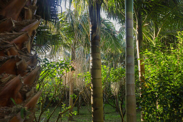 plant, nature, spring, garden, flora, tree, wild, botany, leaves, growth, branch, blossom, flower, macro, leaf, summer, season, forest, succulent, bloom, plants, flowers, closeup, green, butterfly, cl