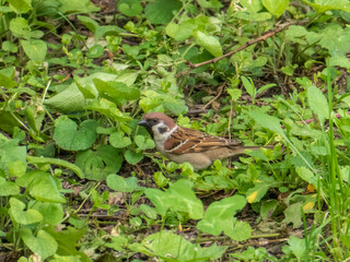 Eurasian Tree Sparrow Foraging on the Ground