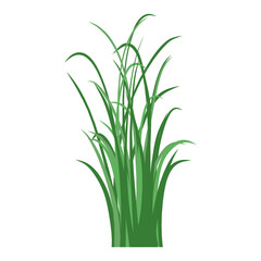 Realistic Green Grass Illustration with Transparent Background Element in Different Shapes and Styles for Landscape Design	