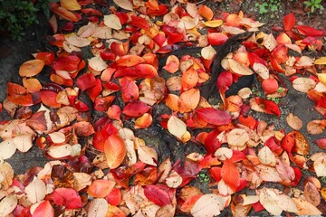 a vibrant array of wet fallen leaves covering the ground. The leaves display a rich palette of reds, oranges, and yellows, reflecting the beauty of autumn