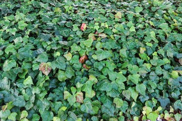 a dense ground cover of green ivy leaves, creating a lush and vibrant scene. The leaves vary in shade, with some displaying hints of red, indicating seasonal changes. © Tiffany