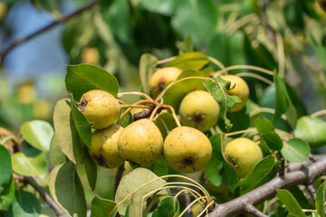 Branches of wild pear tree with ripe yellow fruits in summer. Pyrus communis or pear pyraster on branches with vibrant green leaves in deciduous forest. Hanging vitamin fruits are pearshaped or round.