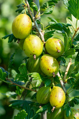 ripe gooseberries