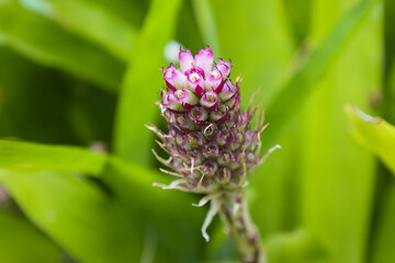 plant, nature, spring, garden, flora, tree, wild, botany, leaves, growth, branch, blossom, flower, macro, leaf, summer, season, forest, succulent, bloom, plants, flowers, closeup, green, butterfly, cl