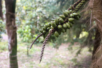 plant, nature, spring, garden, flora, tree, wild, botany, leaves, growth, branch, blossom, flower, macro, leaf, summer, season, forest, succulent, bloom, plants, flowers, closeup, green, butterfly, cl