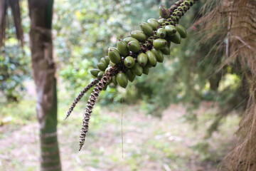 plant, nature, spring, garden, flora, tree, wild, botany, leaves, growth, branch, blossom, flower, macro, leaf, summer, season, forest, succulent, bloom, plants, flowers, closeup, green, butterfly, cl