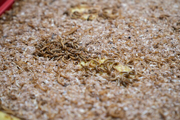 Insect larvae in a farming container, used as a sustainable, high-protein chicken feed. Natural soy substitute for animal nutrition or food production