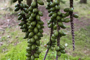 plant, nature, spring, garden, flora, tree, wild, botany, leaves, growth, branch, blossom, flower, macro, leaf, summer, season, forest, succulent, bloom, plants, flowers, closeup, green, butterfly, cl