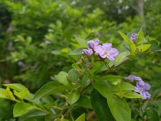 Obraz premium lilac flowers in the garden