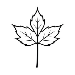 Young Maple Sapling with Tender Green Leaves