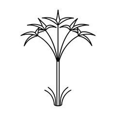 Papyrus Plant with Tall Stems and Umbrella Tops