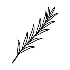 Stem of Rosemary with Needle Like Green Leaves